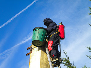 Desinsectisation en cours et destruction d'un nids